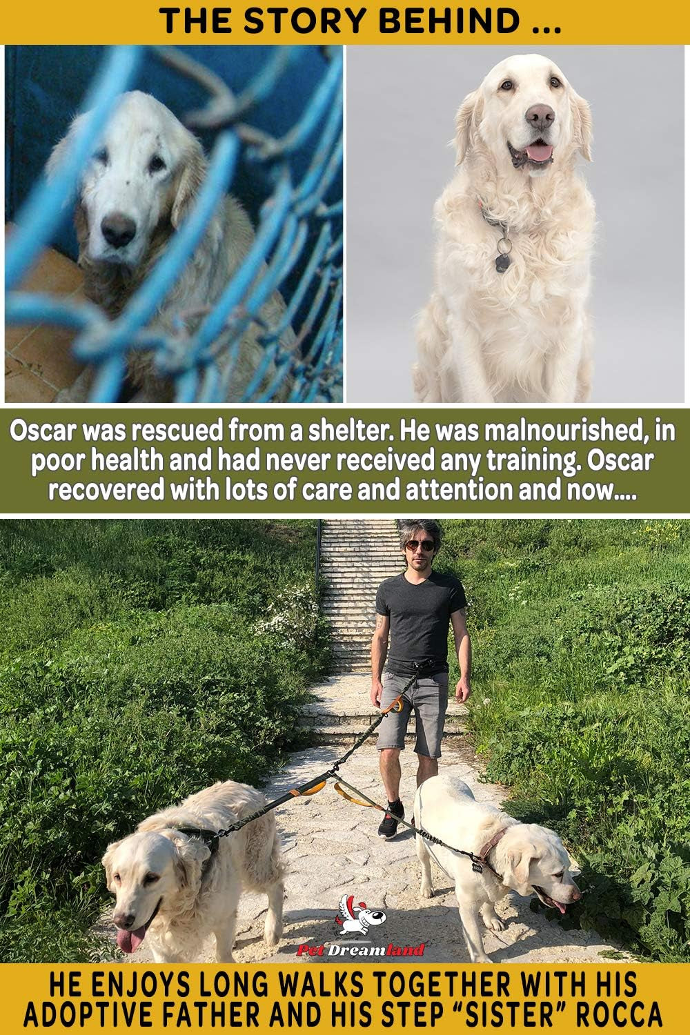 Exquisite Hands-Free Leash for Two Medium Dogs – Perfect for Active Pet Owners – Comfortable, Durable & Ideal for Running, Walking, Hiking – Premium Dual Waist Lead with Bungee – Must-Have Dog Gear